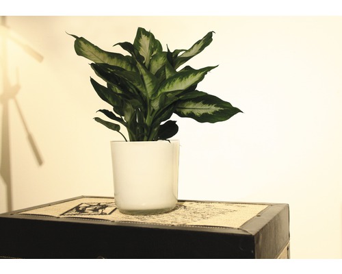 Dieffenbachia FloraSelf Dieffenbachia maculata 'Camilla' H 35-45 cm Ø 12 cm pot