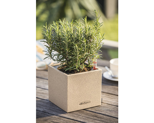 Canto Stone kunststof bloempot, 14x14x14 cm, zandbeige, inclusief grondbewateringssysteem en waterniveau-indicator