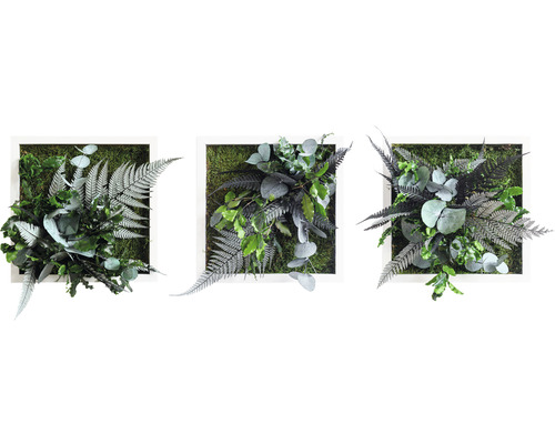 Jungle design plantenfoto, witte lijst, set van 3, 3x 22x22 cm
