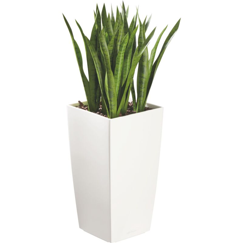 Plante artificielle d'intérieur Sansevieria