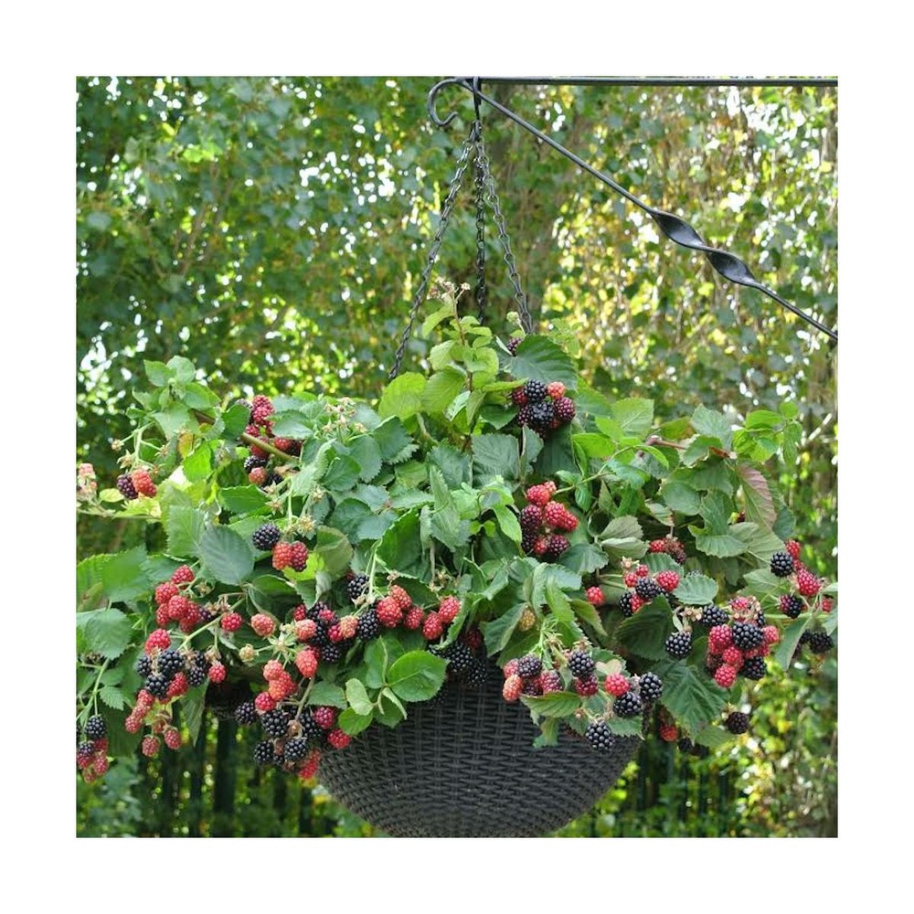 Mûre fruticosus black cascade®/rubus fruticosus black cascade®[-]pot de 1,5l - tuteur bambou 30/60 cm