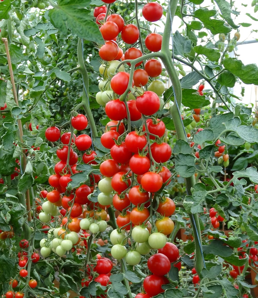 Veredelte Cherrytomate 'Consuelo' F1