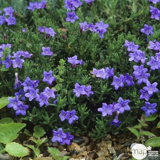 Gremil diffusa Heavenly Blue : godet rouge