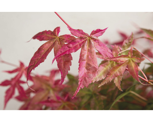 Japanse esdoorn Acer palmatum 'Beni Maiko' H 30-40 cm Co 3 L