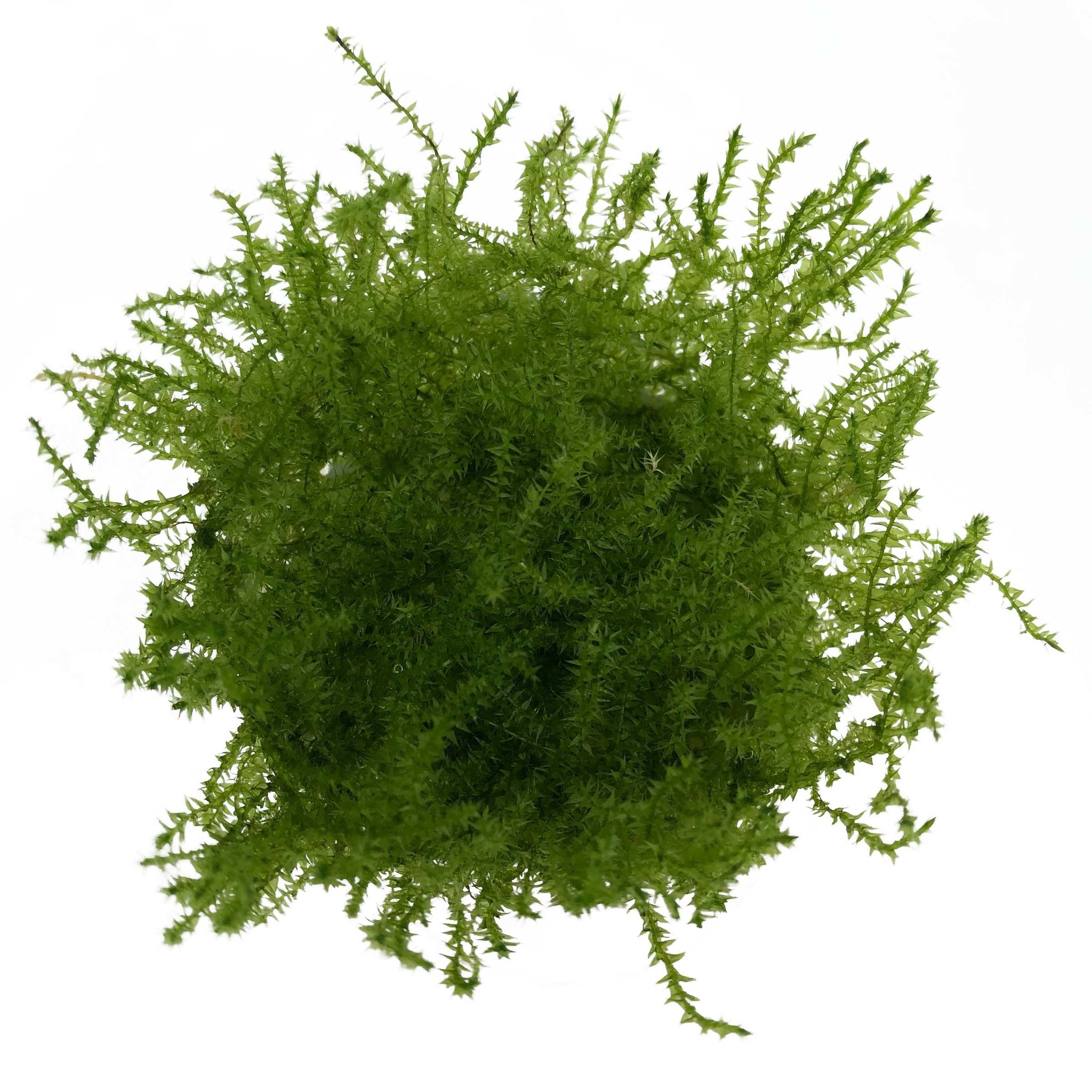 Leptodictyum Riparum (Stringy mos) in vitro bakje