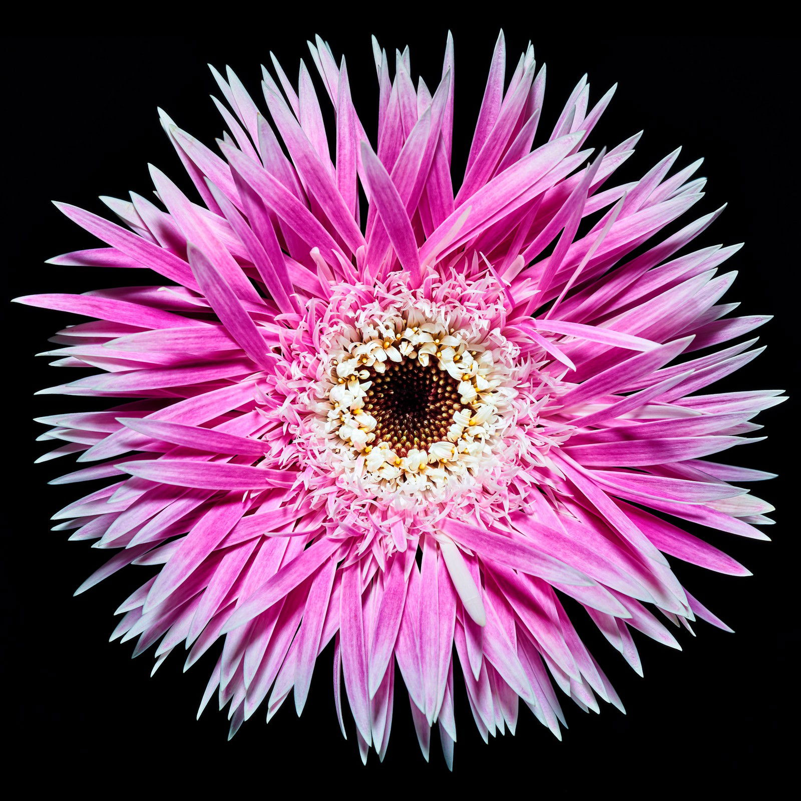 Blossom II by Heiko Hellwig - Limited Edition. Edition of: 100. Signed.