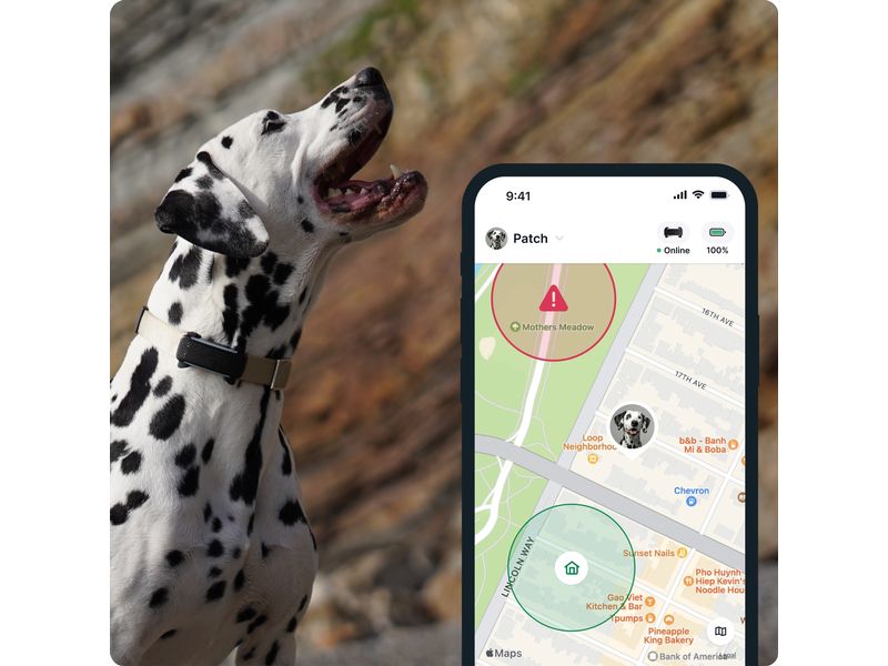 tractive GPS-Tracker DOG 6 Schwarz GPS Tracker für Hunde