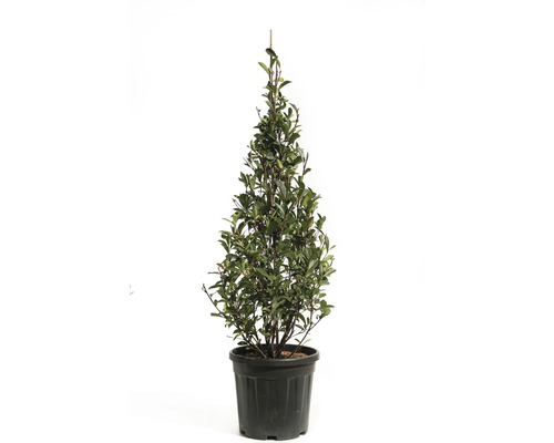 Loquat 'Robusta Compacta' Piramide FloraSelf Photinia fraseri 'Robusta Compacta' H 100-125 cm Co 20 L