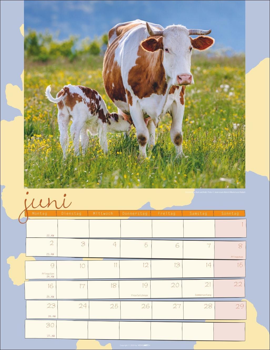 Kuh Kalender 2025