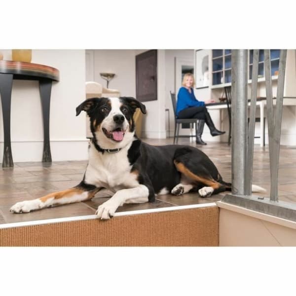 Anti-bark krage PetSafe Blå