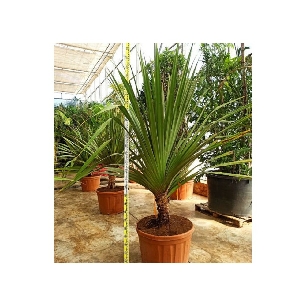 Pandanus utilis (vacoa, vaquois, pimpin) taille pot de 40 litres ? 100/120 cm