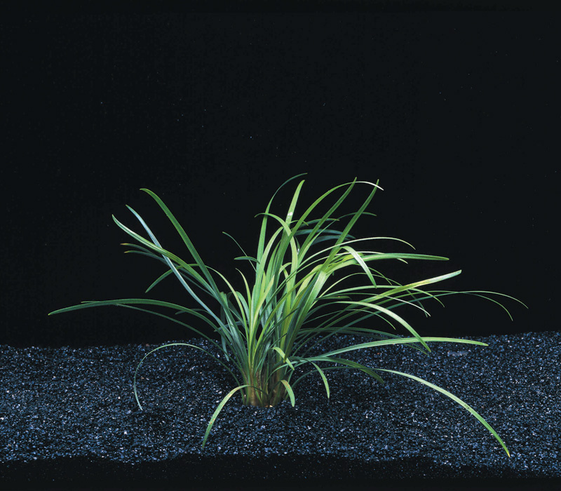 Waterplant Ophiopogon Japonicus Special