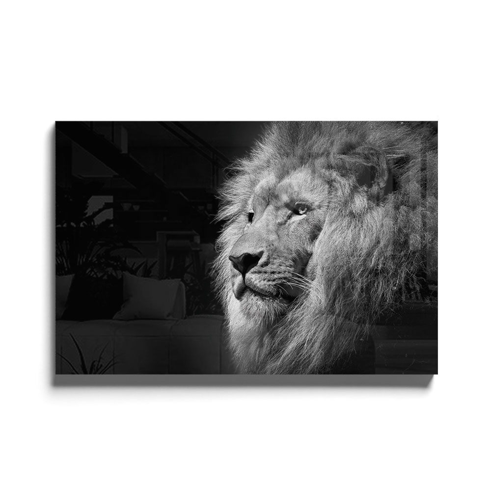 Walljar acrylglas schilderij - Gazing Lion Acrylglas schilderij - 120 x 180 cm