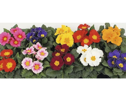 Kussensleutelbloem FloraSelf Primula acaulis Ø 11 cm pot willekeurige variëteitselectie
