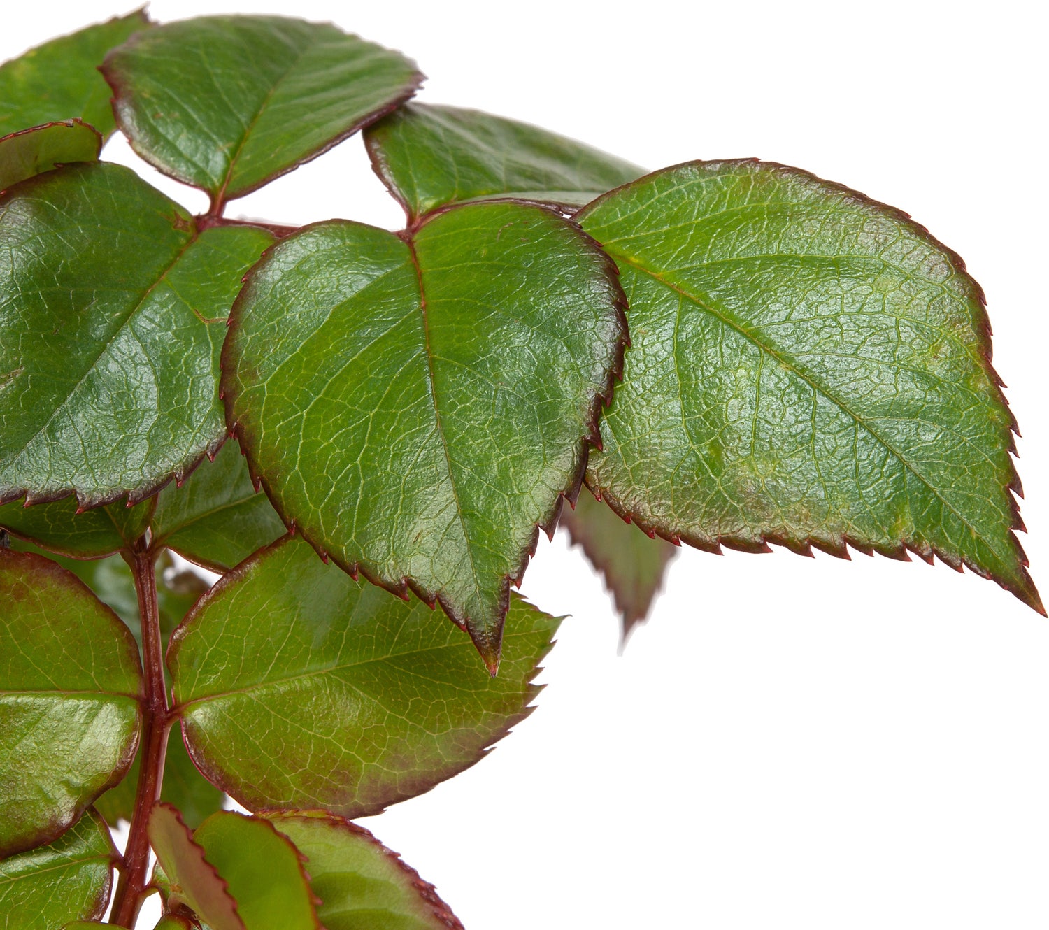 Grootbloemige Trosroos (Rosa Chippendale) D 23 H 25 cm