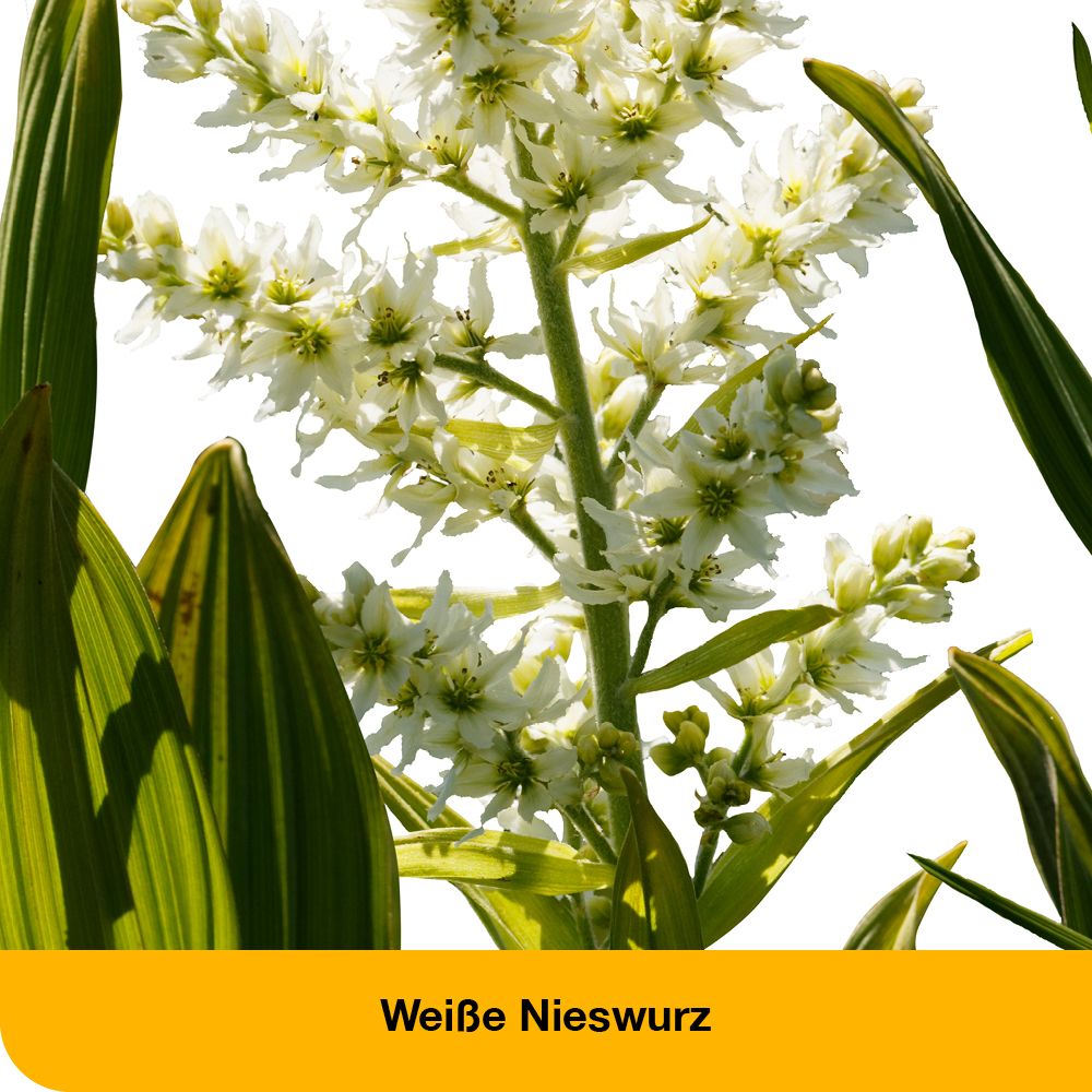 dystoLoges® Tropfen