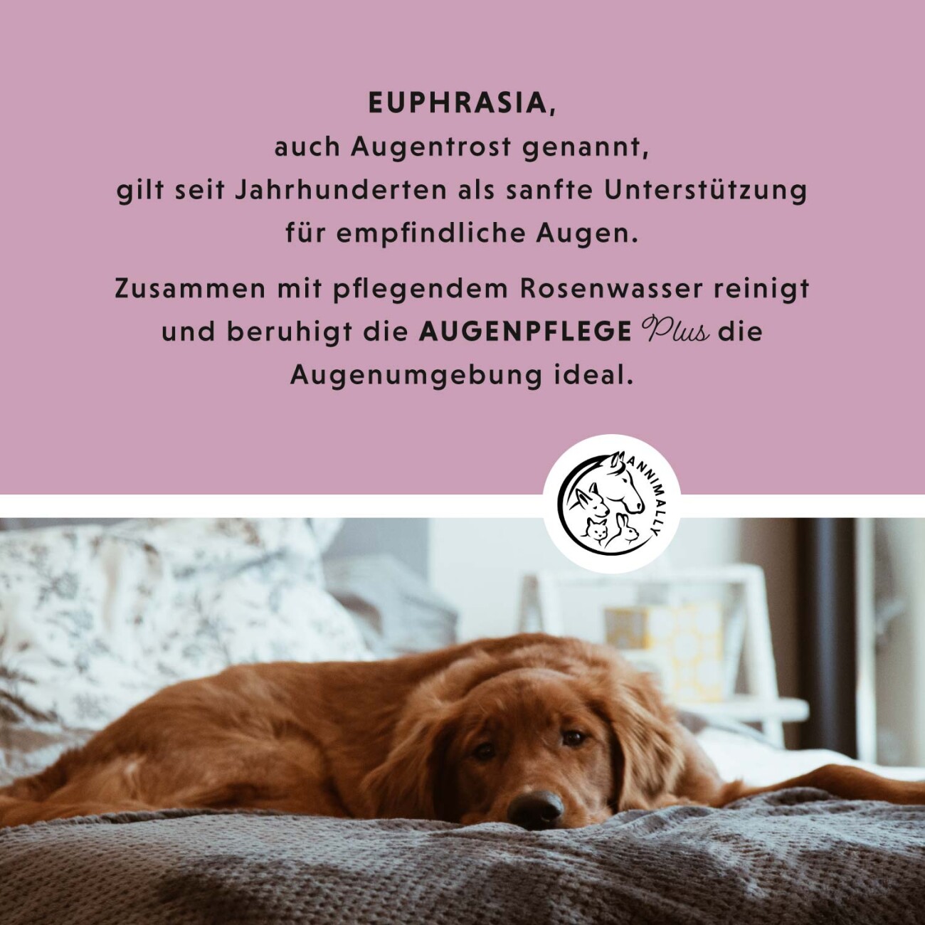 Annimally Augenpflege Plus mit Euphrasia & Rosenwasser
