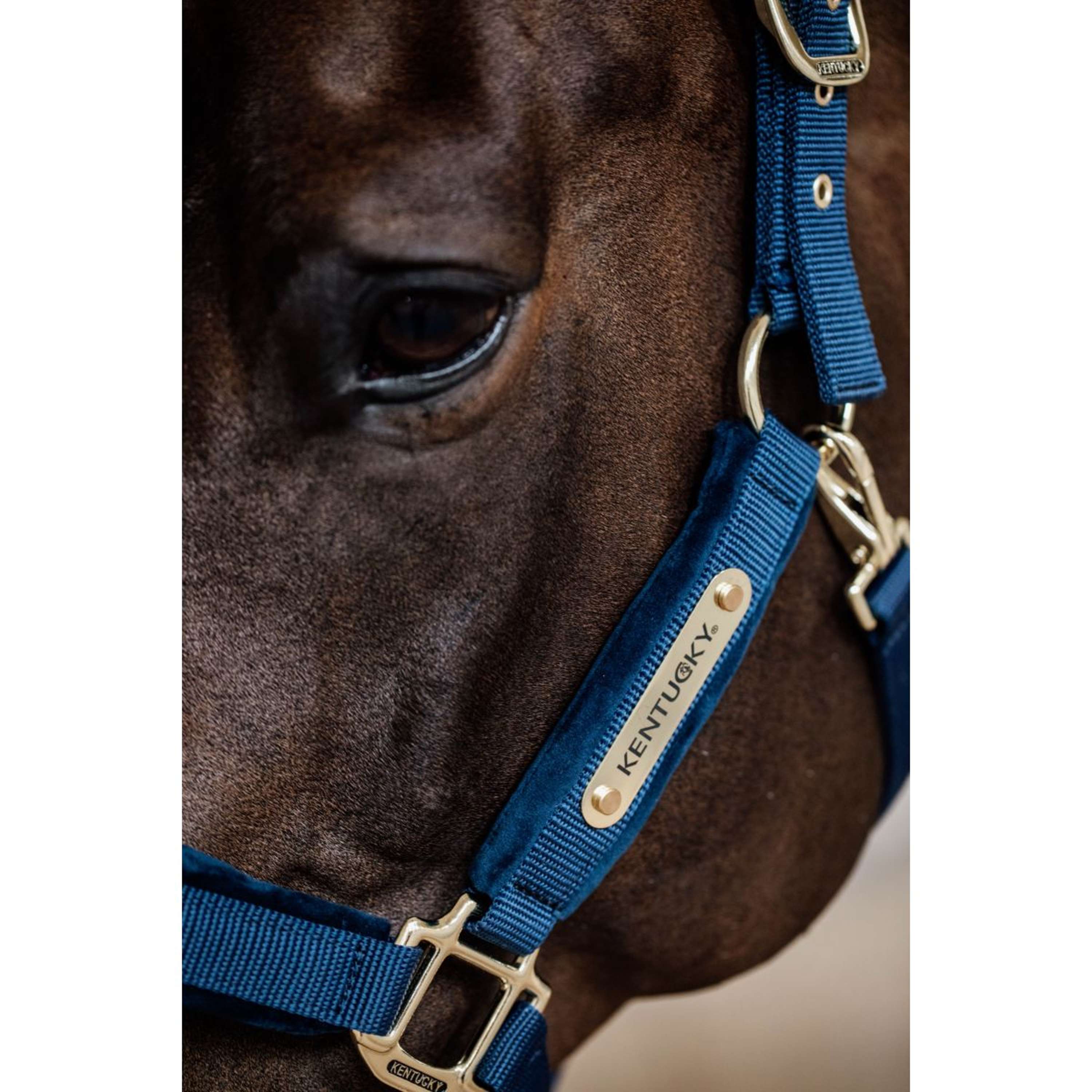 Kentucky Halster Velvet Navy