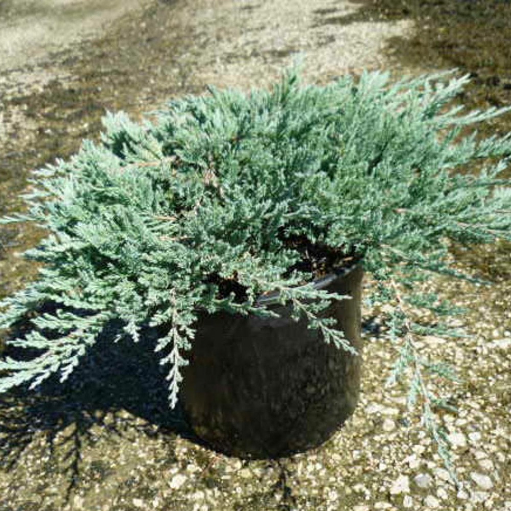Genévrier rampant horizontalis blue chip/juniperus horizontalis blue chip[-]pot de 3l - 20/40 cm
