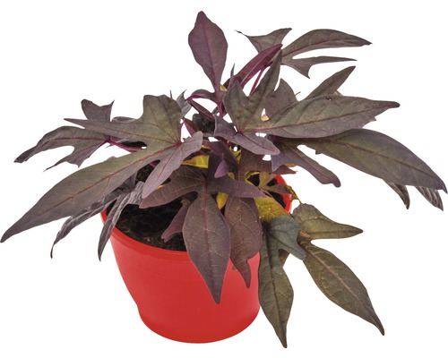 Sierzoete aardappel FloraSelf Ipomoea batatas 'Sweet Caroline Purple' Ø 12 cm pot