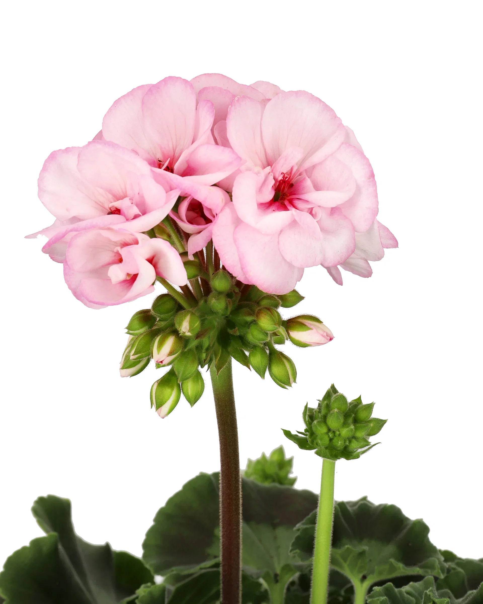 Pelargonium x hortorum Pelargonia 'Estelle' Ø14 cm