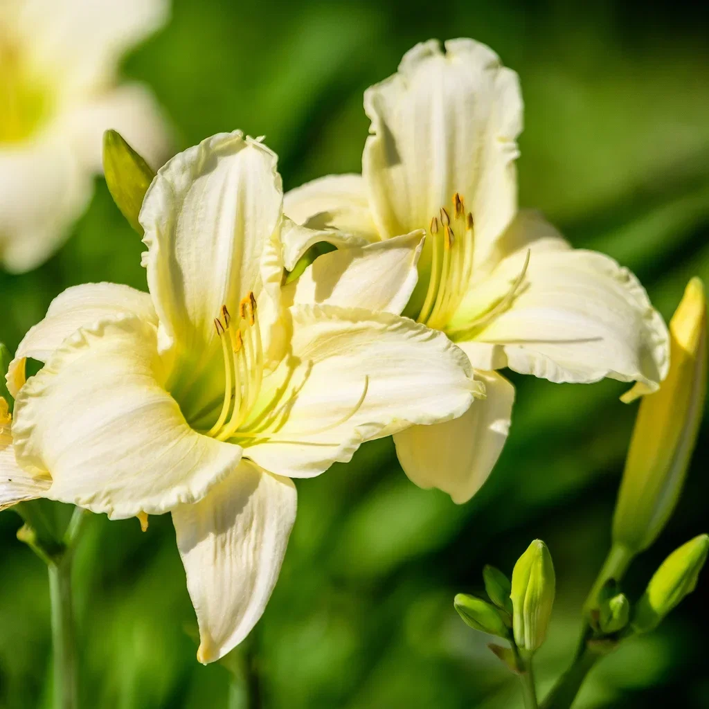 Hemerocallis 'Arctic Snow' Daglilje 'Artic Snow' Ø11 cm