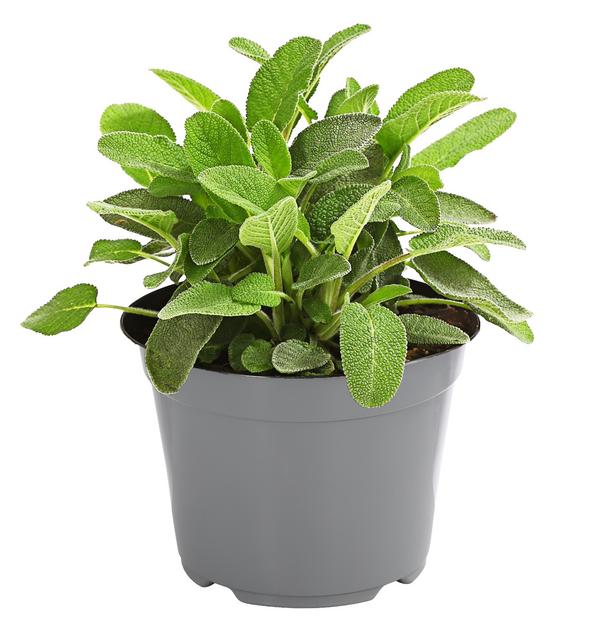 Dehner Gourmet Garten Salbei