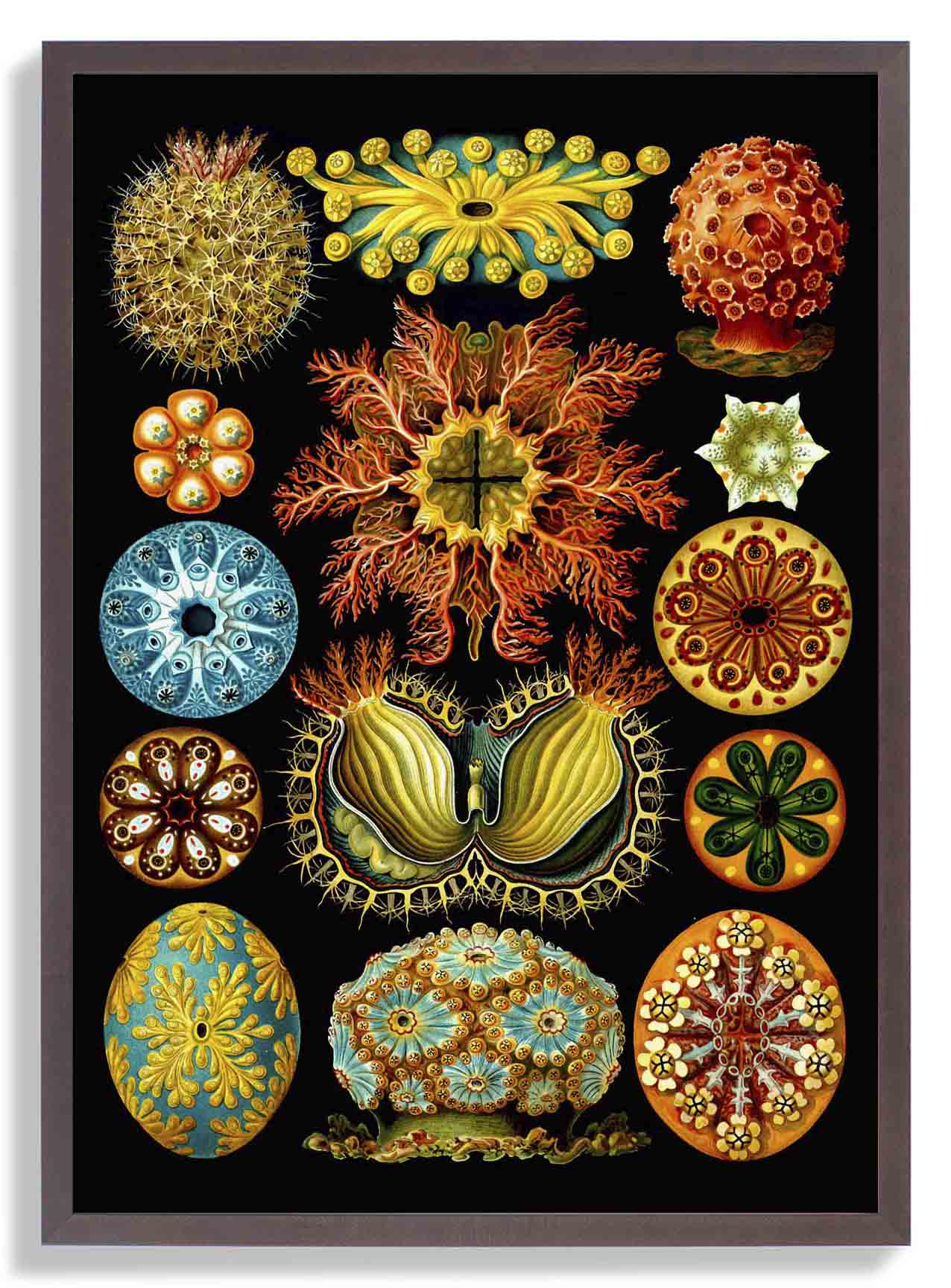 Bunte Korallen Embryologie von Ernst Haeckel