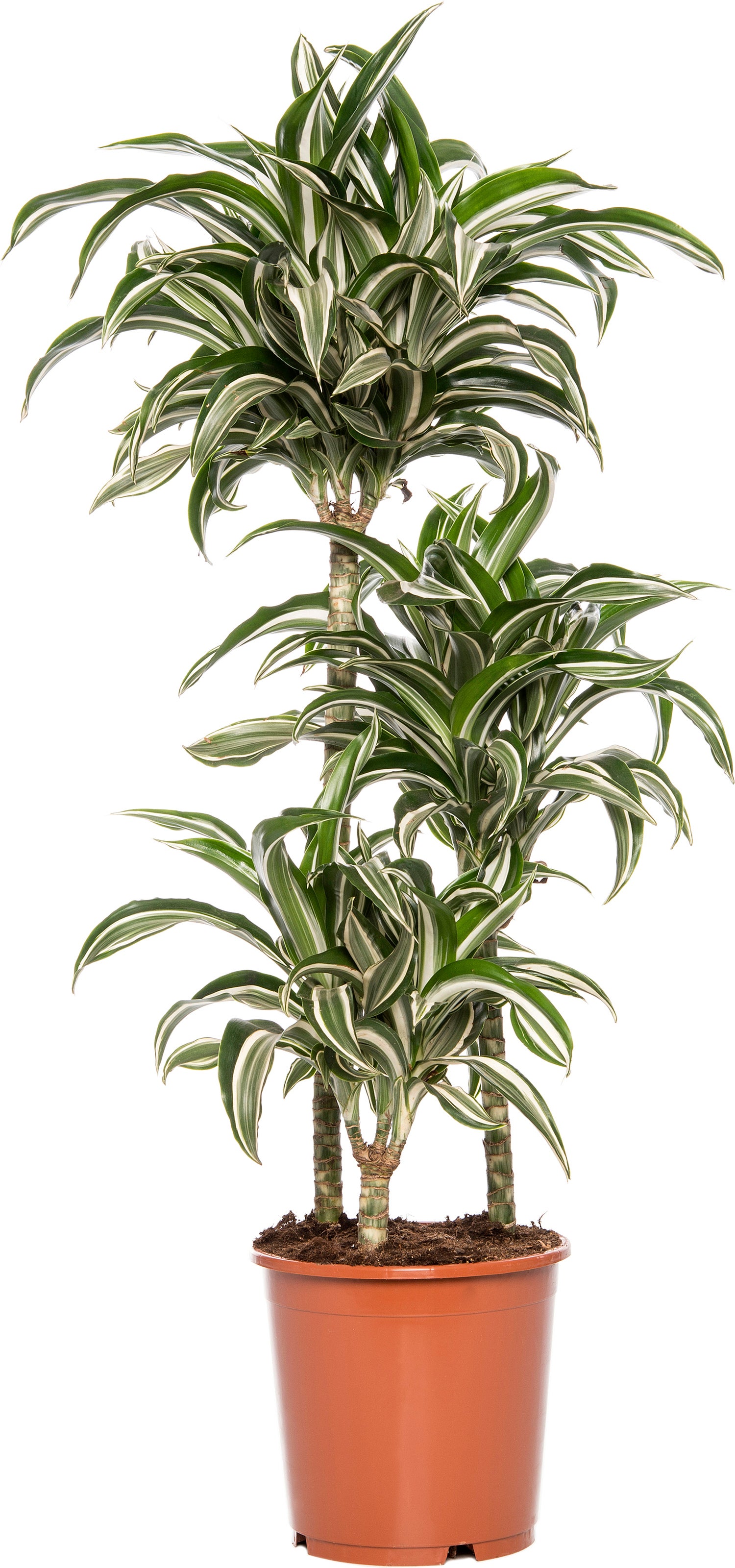Drakenbloedboom (Dracaena fragrans (D) 'Jade Jewel') D 21 H 95 cm