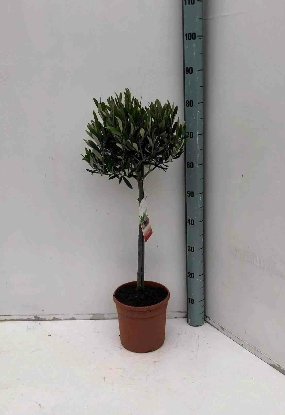 Olea europaea (oliviers) blanc - taille pot de 40l-tronc 80/100cm