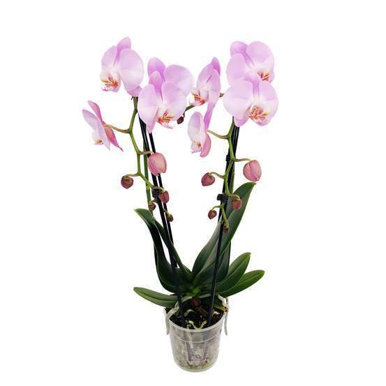 Orchidée Phalaenopsis en cascade 2 tiges - pot D.12 cm