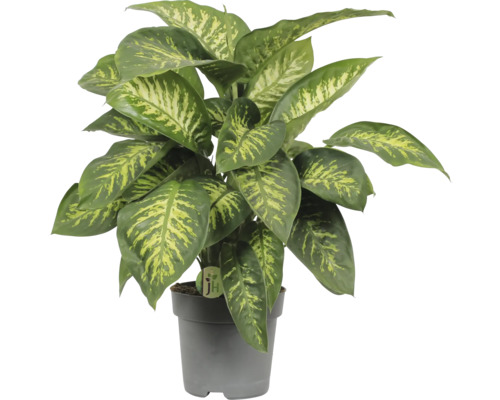 Dieffenbachia FloraSelf Dieffenbachia maculata 'Reeva' H ca. 70 cm Ø 24 cm pot