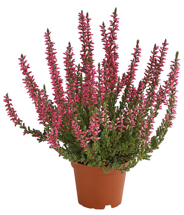 Knospenheide 'Mini-Girls®'
