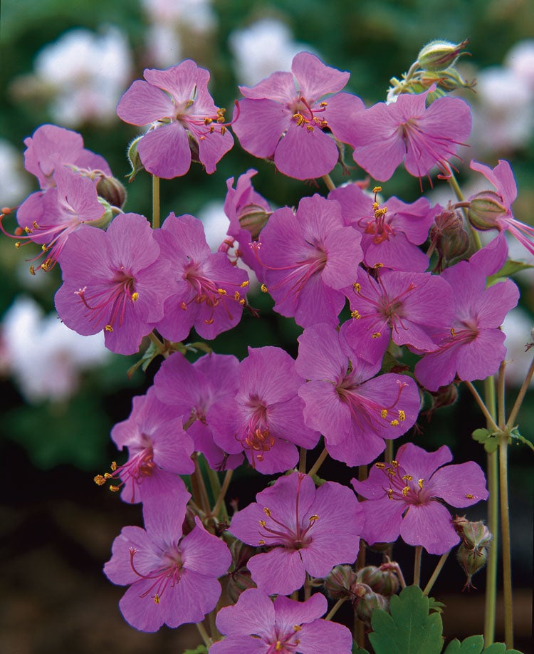 Ooievaarsbek (Geranium cantabrigiense 'Cambridge') D 11 H 10 cm