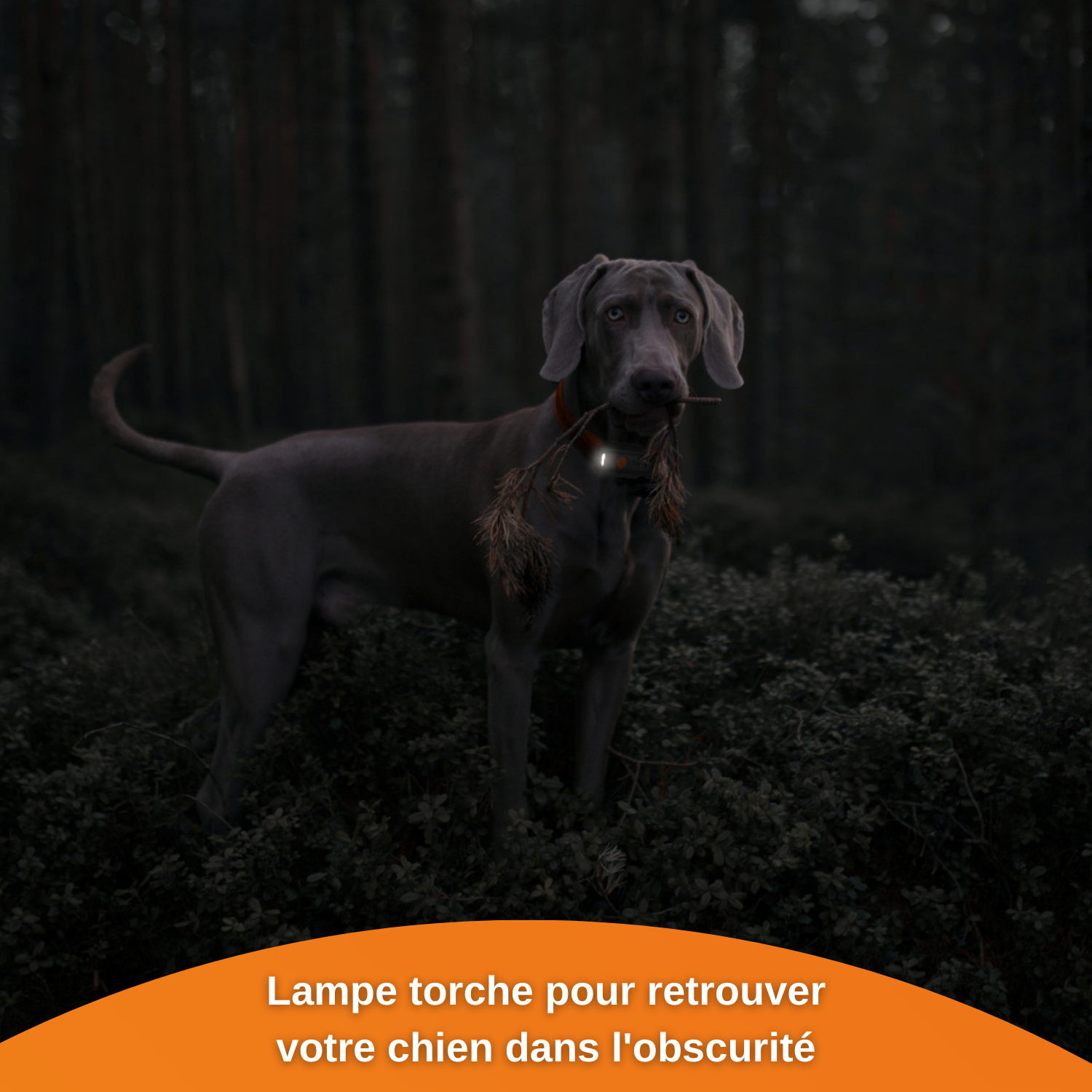 XS - collier gps pour chien ( black edition 2023)