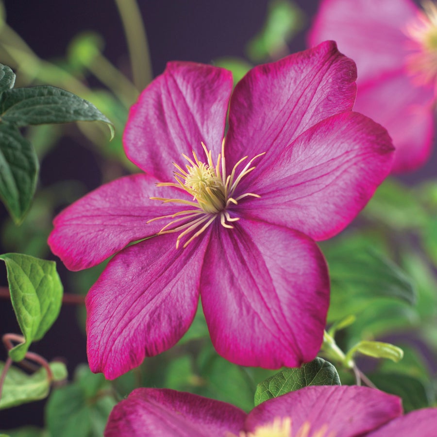Bosrank (Clematis 'Ville de Lyon') D 16 H 75 cm