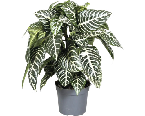 Aphelandra 'Botanica', Zebraplant (FloraSelf), ca. 30 cm hoog, potdiameter 13 cm