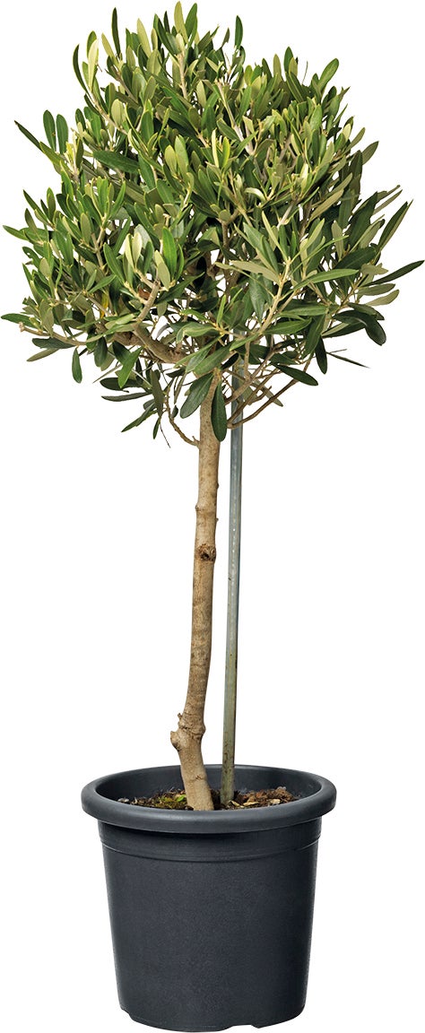 Olijfboom (Olea europaea) D 18 H 80 cm