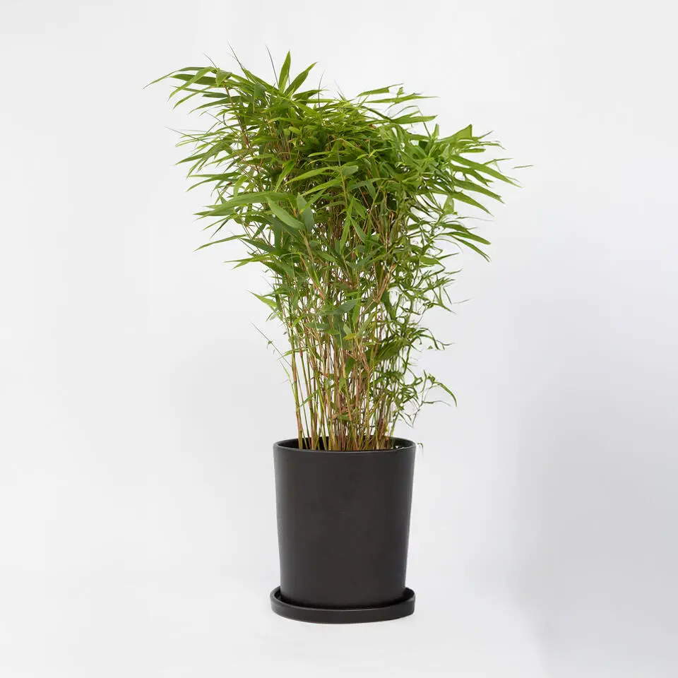 Bamboe - Fargesia nitida 'Gansu' - Hoogte 50-70cm - ⌀17cm
