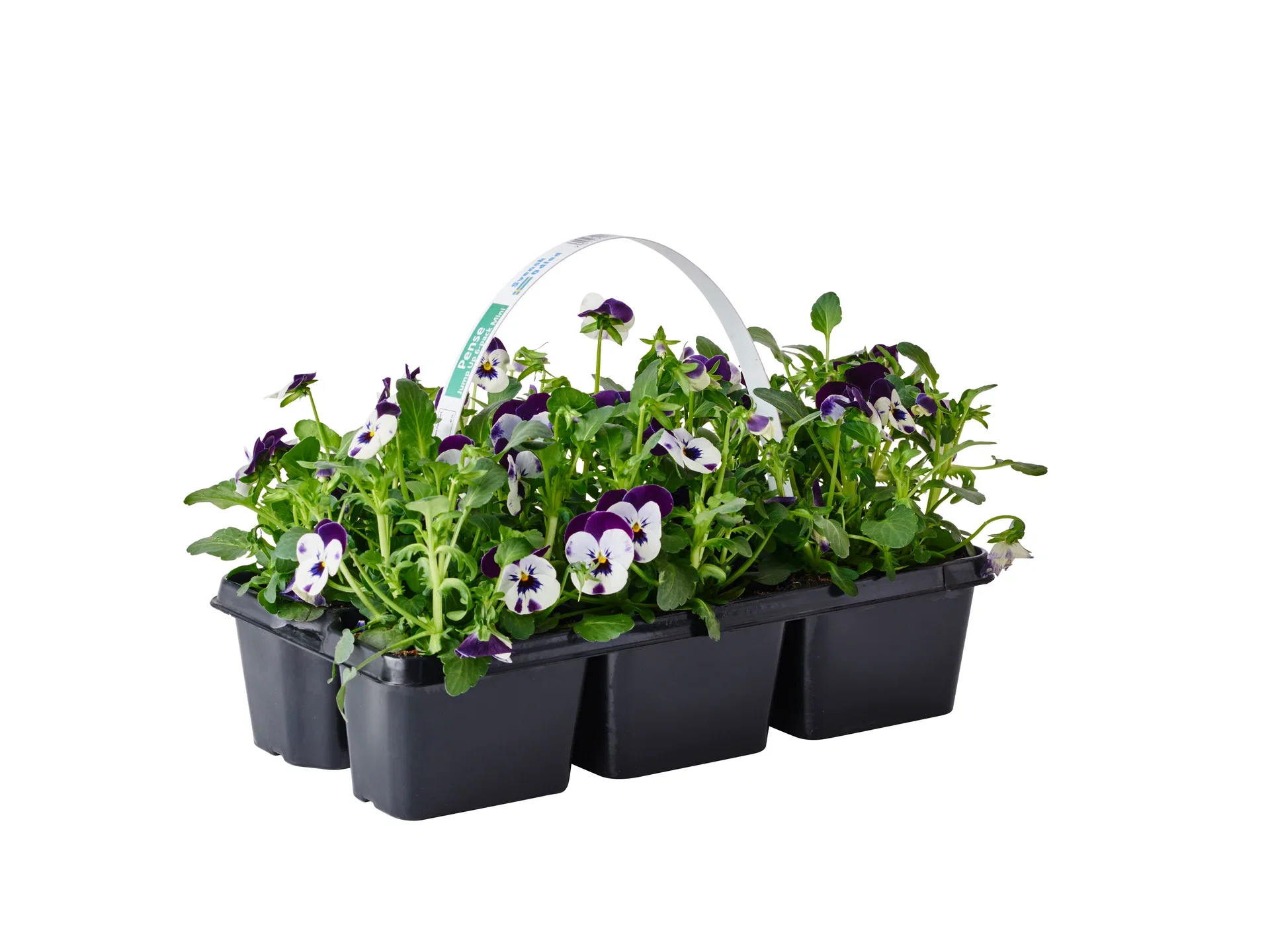 Viola x wittrockiana Stemor småblomstret 6 pk