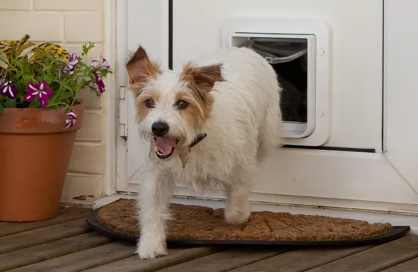 Sureflap Kæledyrsdør XL til microchip HVID, til kat eller lille hund