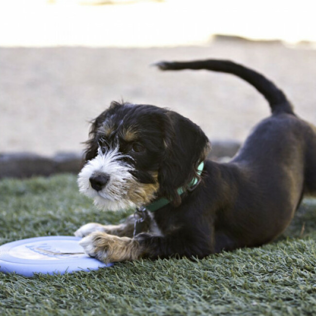 Frisbee pour chiot KONG Puppy Flyer