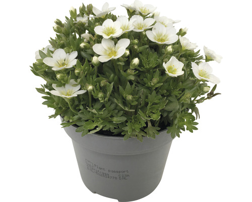 Vaste planten voor het voorjaar FloraSelf, diverse soorten, pot Ø 12 cm