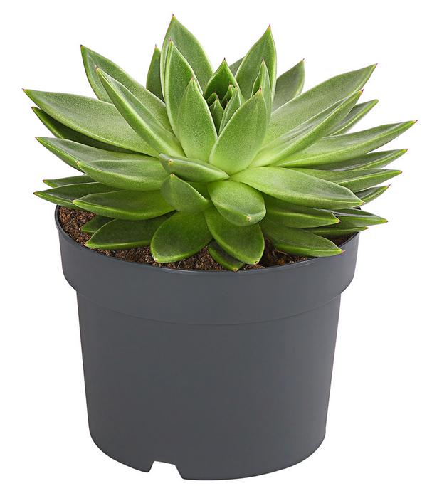Echeverie - Echeveria Hybride, verschiedene