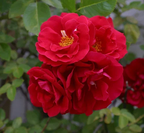 Rosa (Kordesii Group) FLAMMENTANZ ('Korflata') Klatrerose 'Flammentanz' Ø19 cm