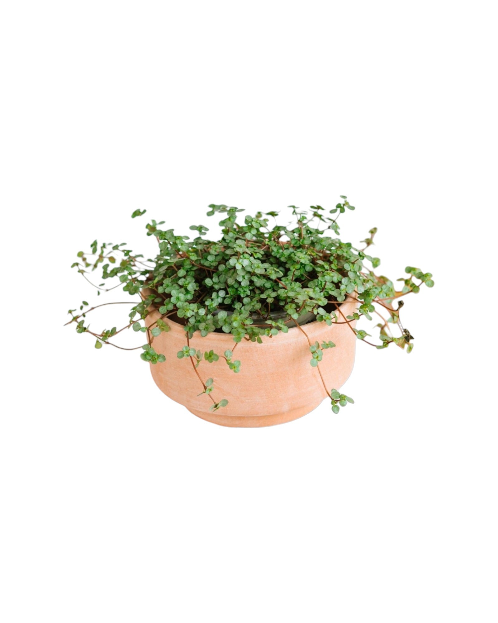 Plante d'intérieur - pilea glauca grezy 15.0cm