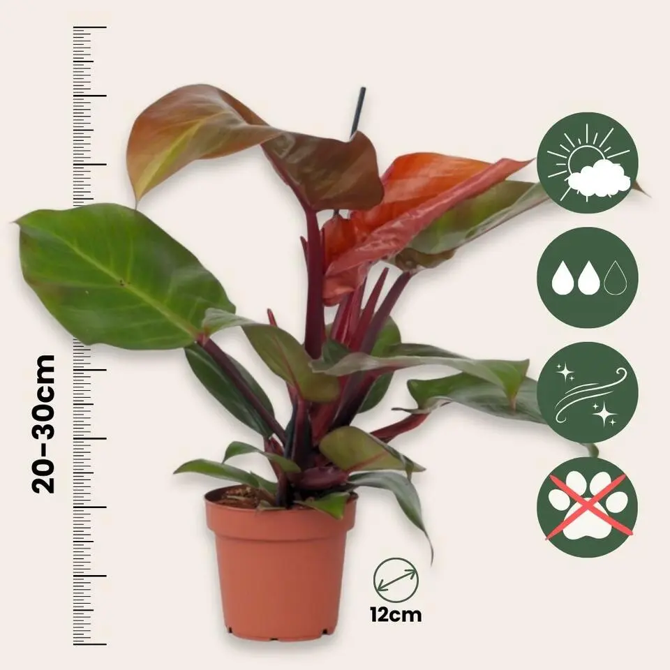 Philodendron - Philodendron 'Sun Light' - Hoogte 20-30cm - ⌀12cm