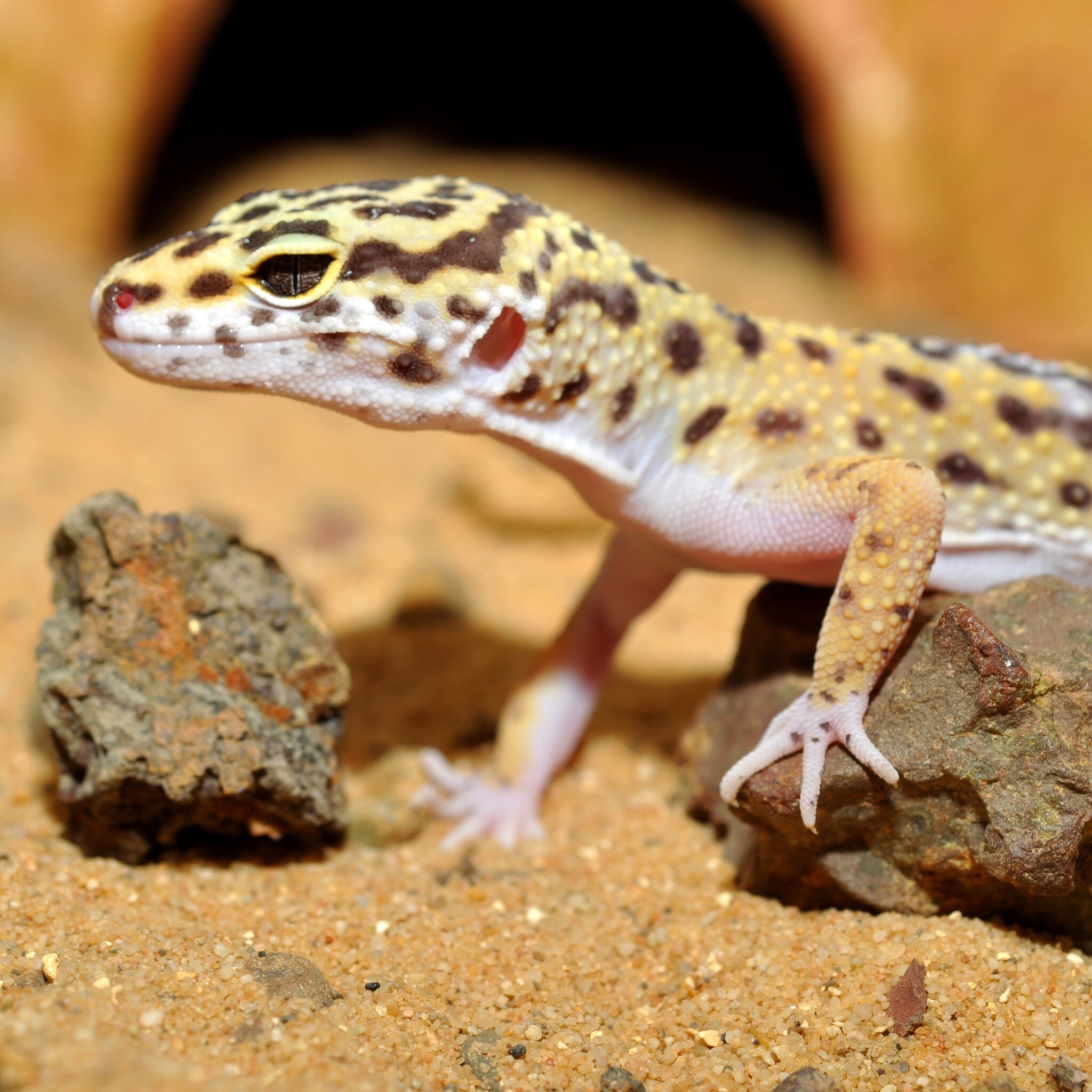 Habistat Terrarium Substraat Luipaardgekko 10kg