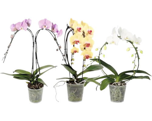 Vlinderorchidee, gemengde vormen, FloraSelf Phalaenopsis, pot Ø 12 cm, 2 bloemaren, diverse kleuren