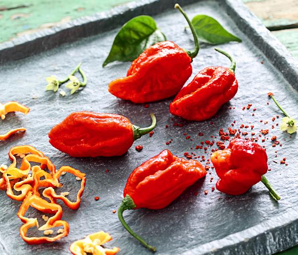 Chili 'Carolina Reaper'
